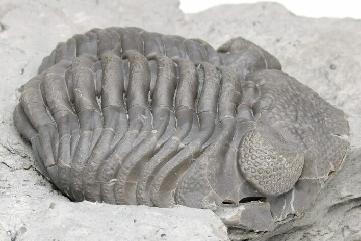 Partially Enrolled Eldredgeops Trilobite Fossil - Paulding, Ohio #224918